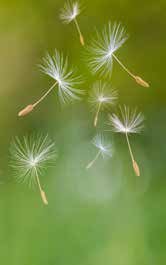 Pusteblumen im Wind